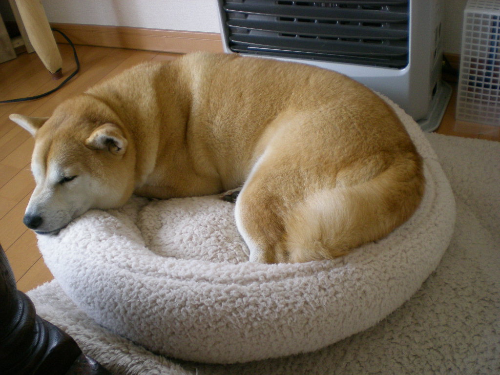 2009年1月28日(水)寒い日にはそれぞれに・・・!_f0060461_15394020.jpg