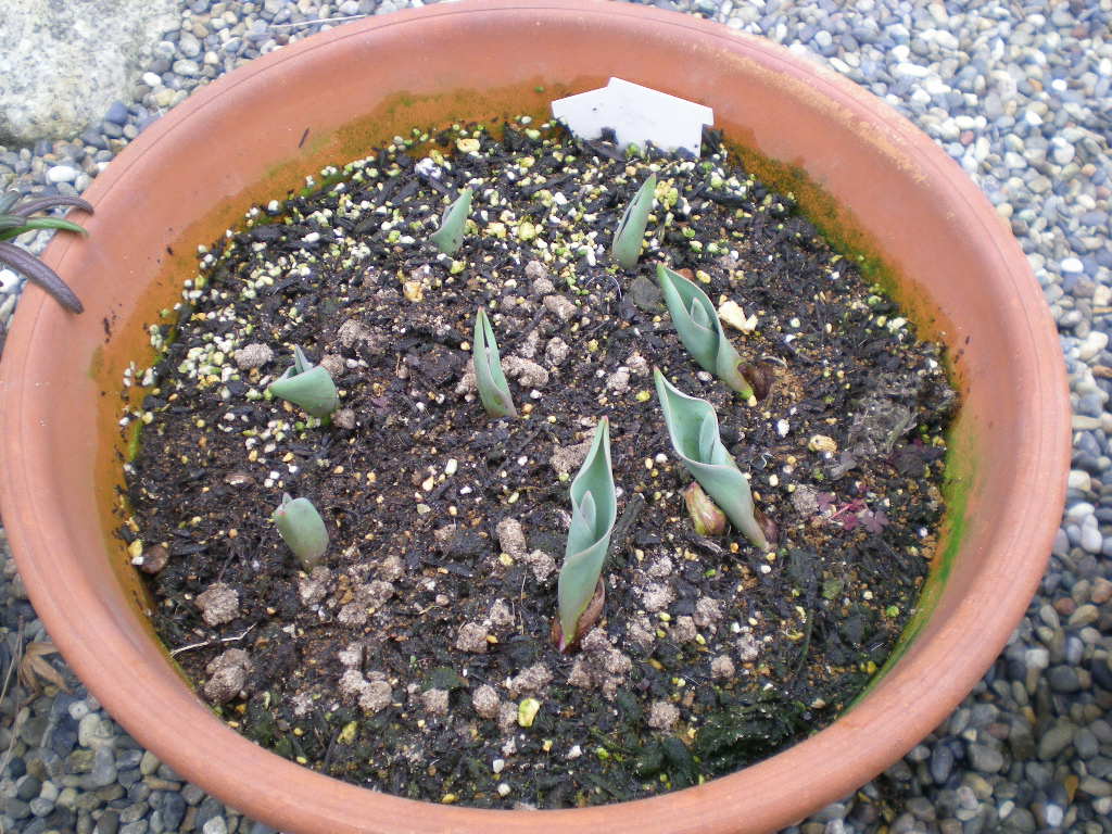 2009年1月28日(水)寒い日にはそれぞれに・・・!_f0060461_15431825.jpg