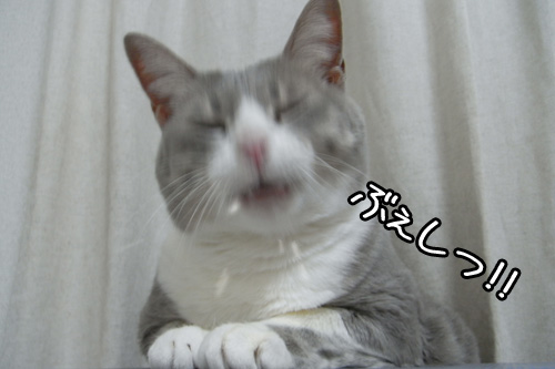 カッチカチやぞ!_b0083267_2337616.jpg