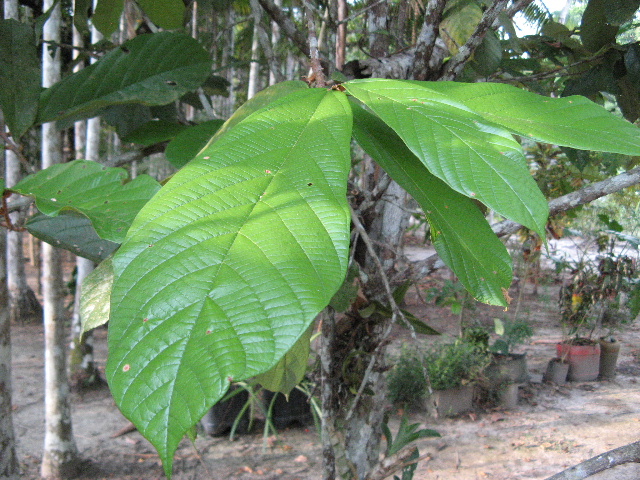 ブラジル紹介： 熱帯フルーツ ・ クプアス_f0096068_634568.jpg