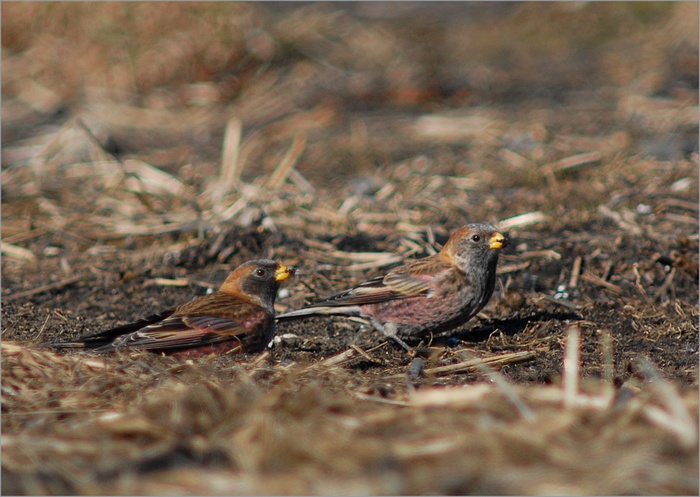 チョコット青森県_f0088971_2019216.jpg