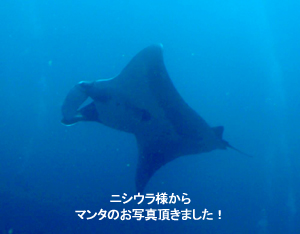 サイコ~~♪シミラン☆マンタ☆_f0144385_164610100.jpg