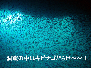 サメに会っちゃった~~☆_f0144385_2282157.jpg