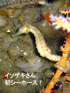 サメに会っちゃった~~☆_f0144385_22947.jpg