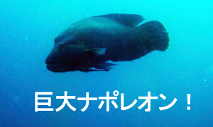 あ~~マンタでお腹一杯☆コ・ボン☆_f0144385_23123145.jpg