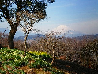 ■菜の花を見に■_e0123587_20533519.jpg