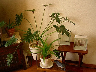 e0111989_21196.jpg