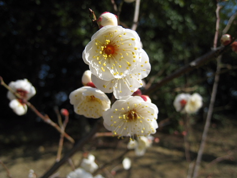 ジョウビタキと梅の花_c0009190_0274422.jpg