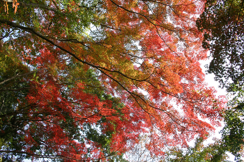 交配後初めてのお出かけ ～紅葉狩り_c0089005_23574655.jpg