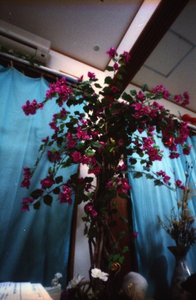 f0177305_1554033.jpg