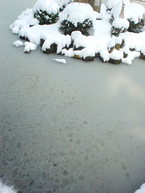 蓮池の氷・・・_d0039111_10274435.jpg