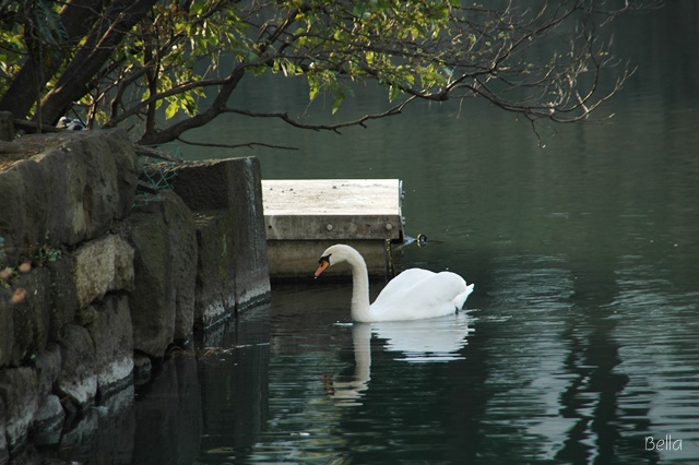 皇居の可愛い鳥さん達_f0012718_0263018.jpg