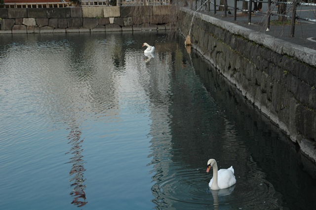 皇居の可愛い鳥さん達_f0012718_038269.jpg