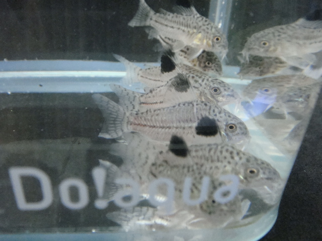 熱帯魚・水草_f0189122_1301586.jpg