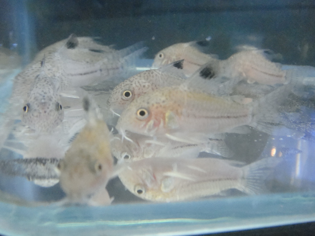熱帯魚・水草_f0189122_1304464.jpg