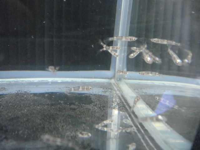 熱帯魚・水草_f0189122_1311892.jpg