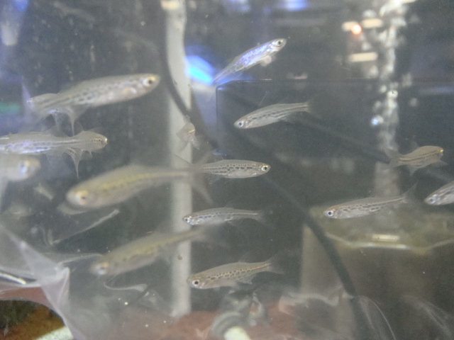熱帯魚・水草_f0189122_1428064.jpg