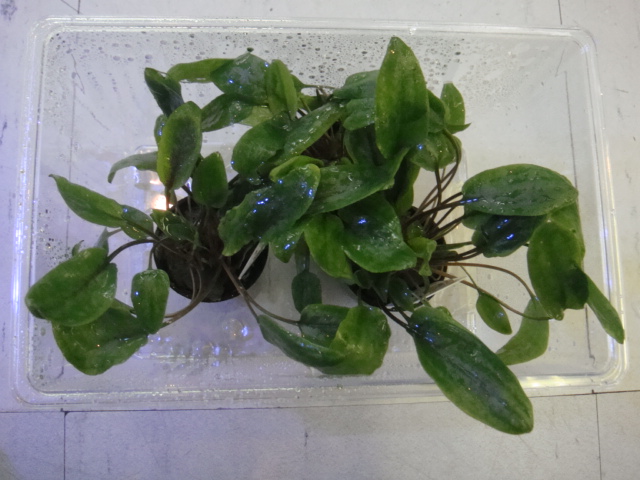 熱帯魚・水草_f0189122_14321494.jpg