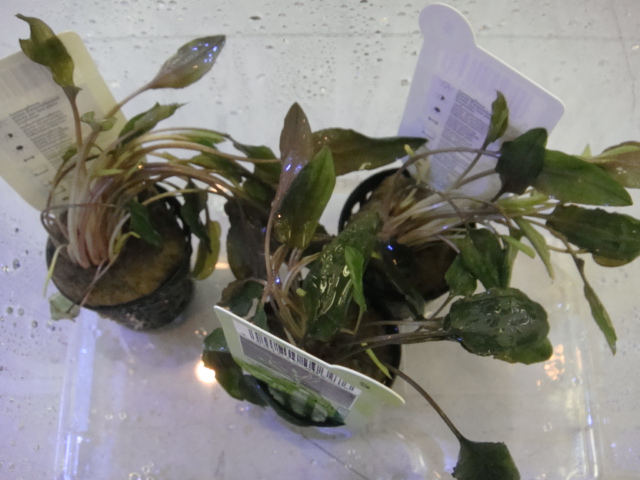熱帯魚・水草_f0189122_1432521.jpg