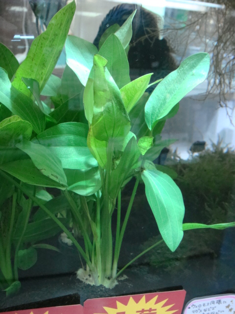 熱帯魚・水草_f0189122_15453462.jpg