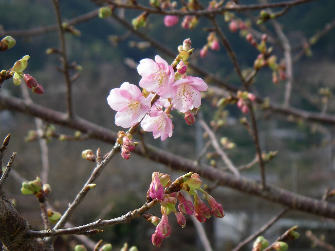 河津桜が咲きだしました！_d0142035_1127347.jpg