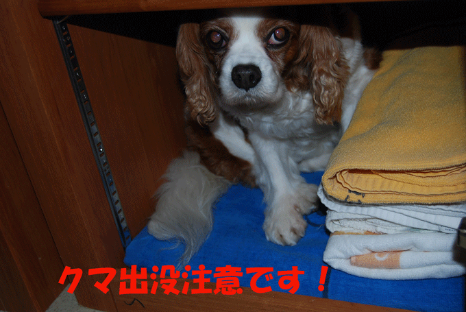 c0136838_1216547.gif