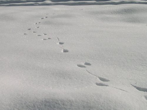 美山で雪掘り_b0025947_19422724.jpg