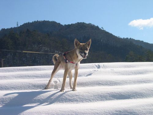 美山で雪掘り_b0025947_20102381.jpg