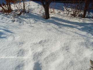 e0004756_10363965.jpg