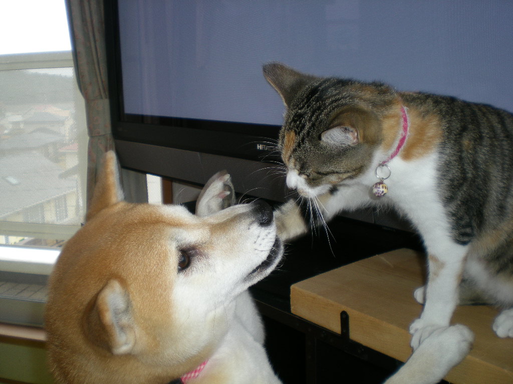2009年1月29日(木)雨だけどバシッと抜糸!_f0060461_1449137.jpg