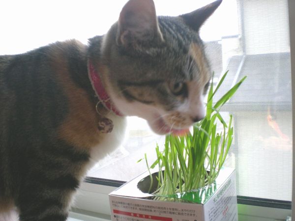 2009年1月29日(木)雨だけどバシッと抜糸!_f0060461_1451525.jpg