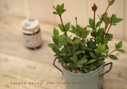 ペペロミア プテオラータ Jungle Berry
