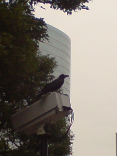 アササン_c0009877_1629302.jpg