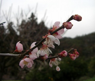 c0125501_8264427.jpg