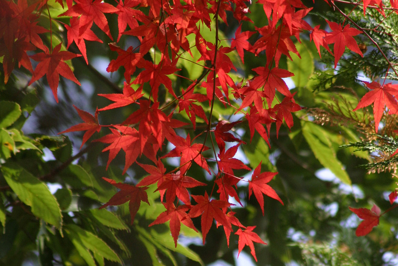 交配後初めてのお出かけ ～紅葉狩り_c0089005_005550.jpg