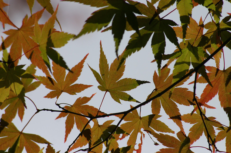 交配後初めてのお出かけ ～紅葉狩り_c0089005_013088.jpg