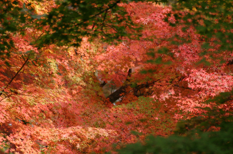 交配後初めてのお出かけ ～紅葉狩り_c0089005_0161251.jpg