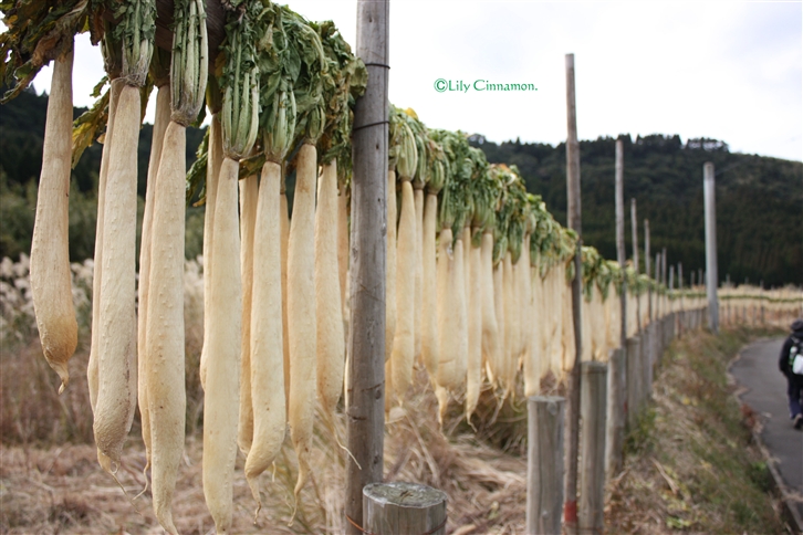 Wall of radish._c0185521_038571.jpg