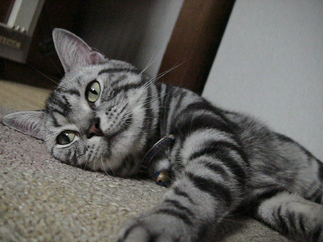 くつろいでる猫 ハート猫 アメショー くつろいでる猫 ハート猫 アメショー