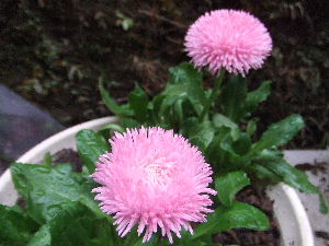 a0054240_17133794.jpg
