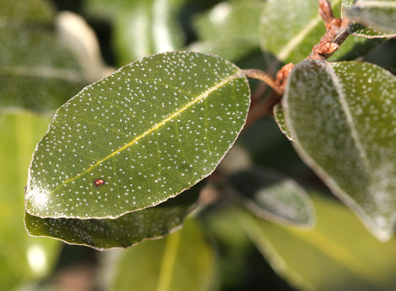 オオナワシログミ？　Elaeagnus × nikaii ？_f0165160_6103659.jpg