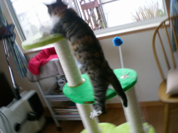 2009年1月30日(金)こころちゃん劇場!_f0060461_1547848.jpg