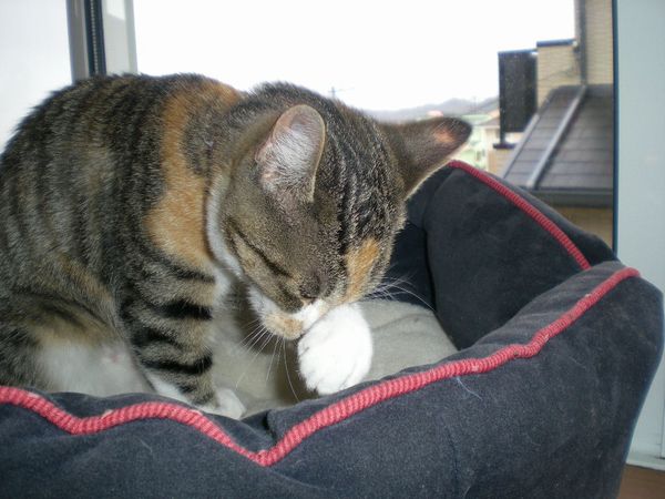 2009年1月30日(金)こころちゃん劇場!_f0060461_15484547.jpg