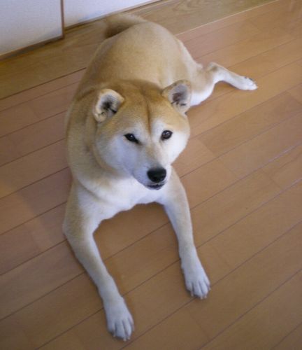 2009年1月30日(金)こころちゃん劇場!_f0060461_15495179.jpg