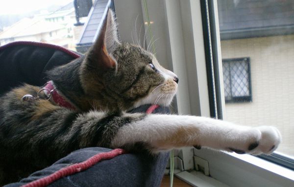 2009年1月30日(金)こころちゃん劇場!_f0060461_1553445.jpg
