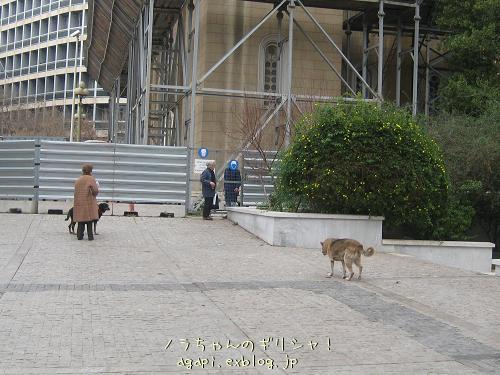 坊さん嫌いの野良犬君_f0037264_9374024.jpg