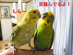 f0196665_05372.jpg