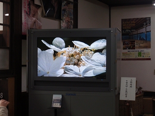 c0105785_11279.jpg