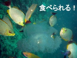 シャークポイントでフリフリ♪みーっけ!_f0144385_20493715.jpg