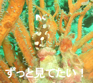 シャークポイントでフリフリ♪みーっけ!_f0144385_205896.jpg